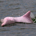 Delfin-Tour