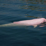 Delfin-Tour