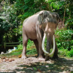 Abenteuer Erlebniss rund um Koh Samui mit 4X4