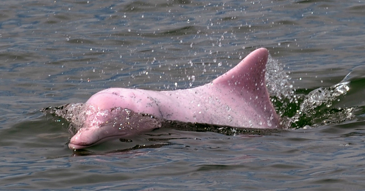 Dolphin Tour | YouMe Holiday - Koh Samui Tours & Travel
