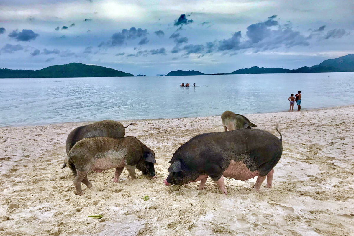 pig island tour thailand