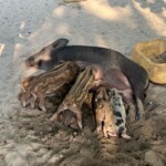 Koh Tan, Koh Madsum (Pig Island)